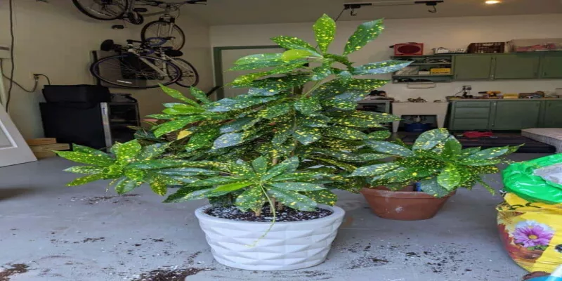 Croton Plant Indoor Care