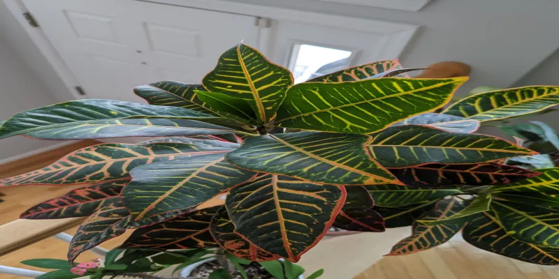 All About Croton Leaves