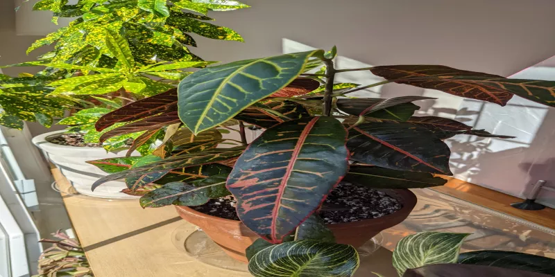 Croton Petra Care