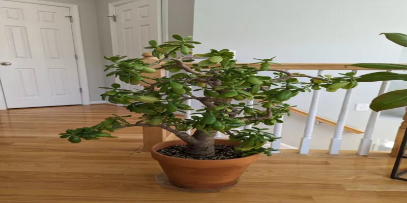 How to Pick a Jade Plant Pot