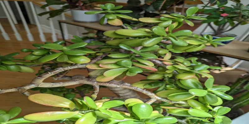 Causes of Jade Plant Wrinkled Leaves