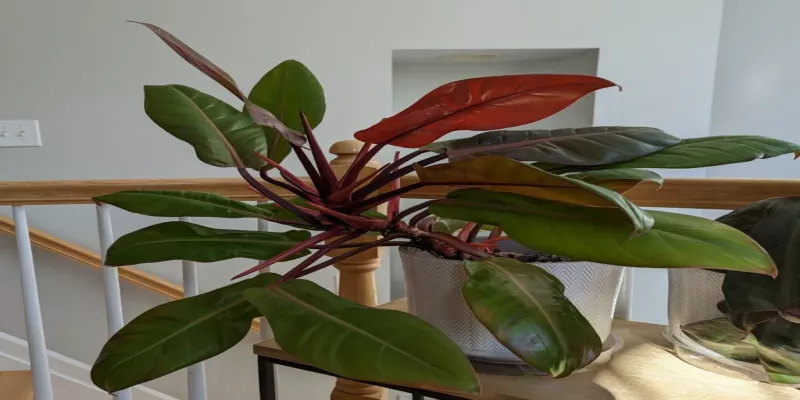 Philodendron Prince of Orange Mature Size