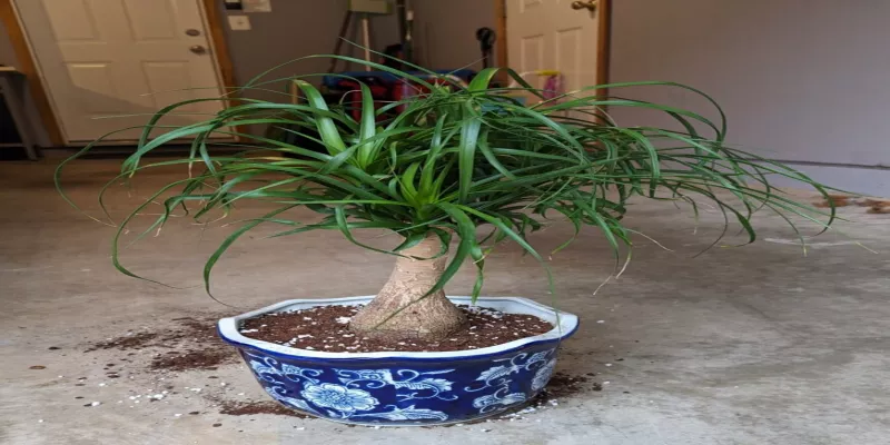 Ponytail Palm Repotting Tips