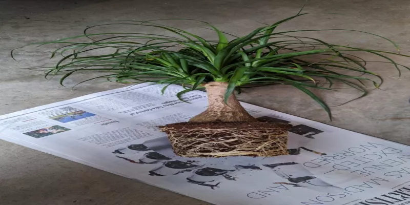 Ponytail Palm Soil