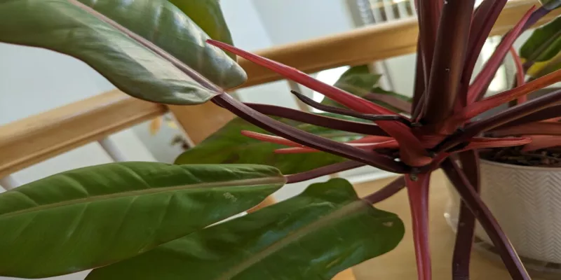 Philodendron Aerial Roots