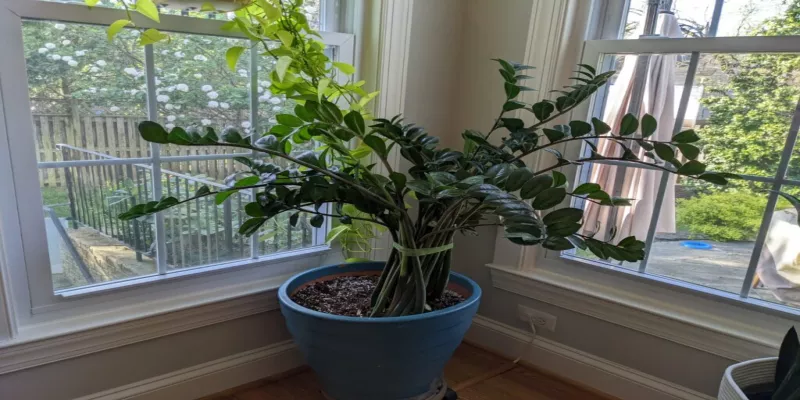 Is a ZZ Plant Low Light?