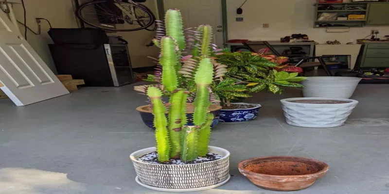 How to Safely Repot a Euphorbia Trigona