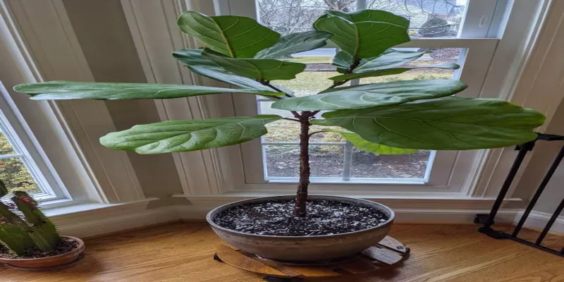 Follow These Steps When Repotting a Fiddle Leaf Fig