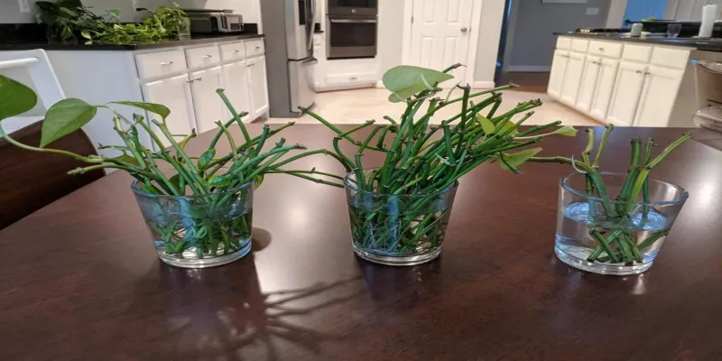 How to Propagate a Leafless Pothos Vine