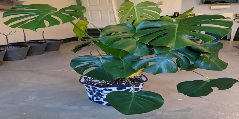 Repotting Monstera Deliciosa in a Few Easy Steps