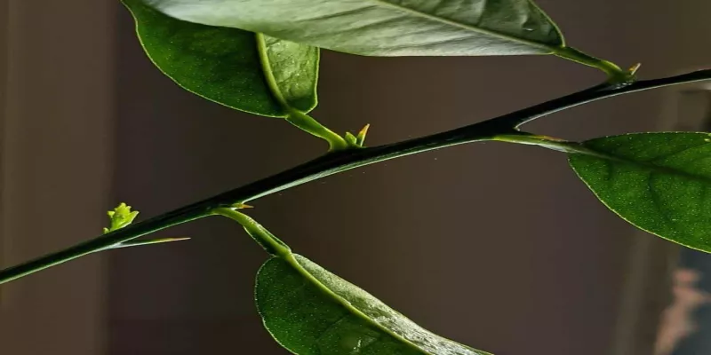 How to Get Rid of Spider Mites on Plants