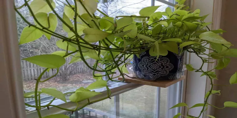 Window Sill Planter: Ideas to Create More Space for Plants