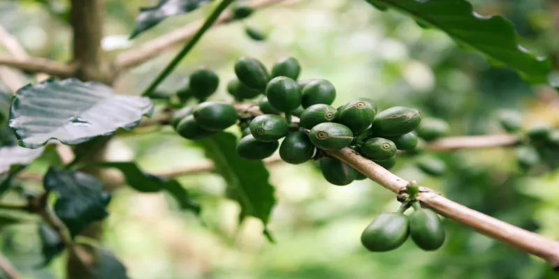 I Benefici del Caffè verde