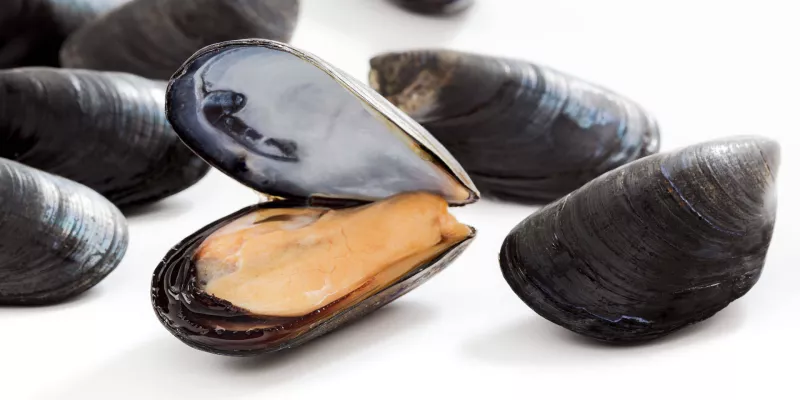 Posso mangiare le cozze in gravidanza?