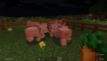 Pigs in minecraft