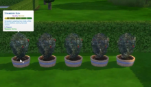 Seeds sims 4