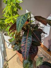 Croton plants care