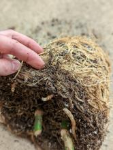 Avoid root rot 