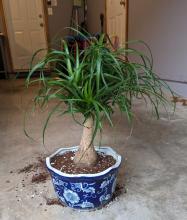 Ponytail Palm Repotting Tips