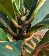 How to Spot Spider Mites on Crotons