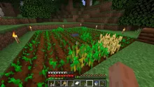 Minecraft How to Grow Wheat Faster