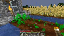 Minecraft Wheat seeds stages