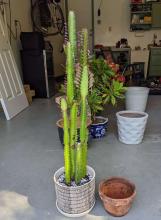 Safely Repot a Euphorbia Trigona