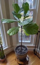 Steps When Repotting a Fiddle Leaf Fig