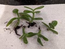 Pot Up Rooted Jade Cuttings