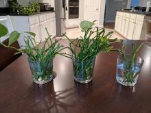 Propagate a Leafless Pothos Vine