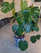 Repotting Monstera Deliciosa