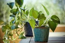 North-Facing Window Plants