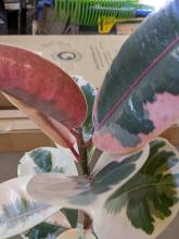 Treat Spider Mites on a Rubber Plant